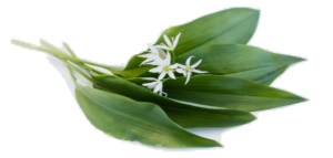 Aglio Orsino