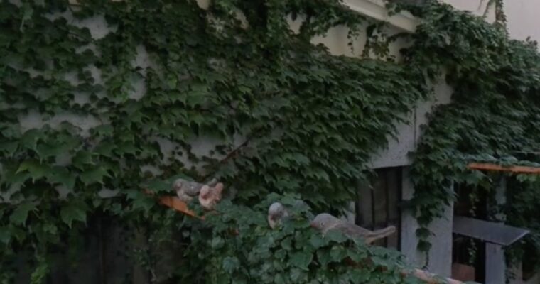 La strada nascosta di Merano: pappagalli muti, artisti e una sorpresa golosa